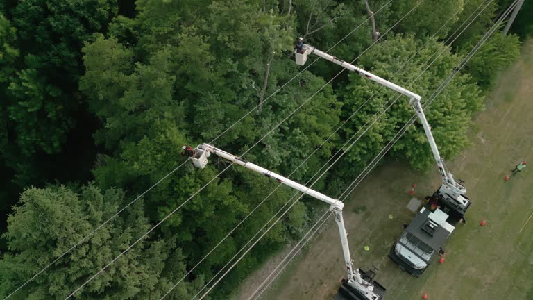 How Our Tree Care Process Works  in Carlyle, IL